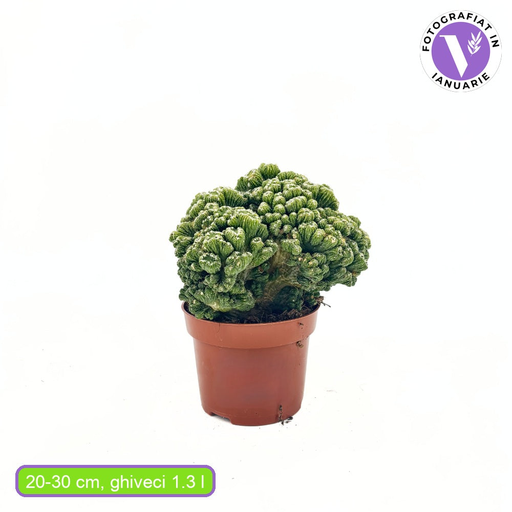 Cactus Monstrul Peruvian, 20-30 cm, forme neregulate, unice, aspect sculptural, usor de ingrijit, ghiveci mare