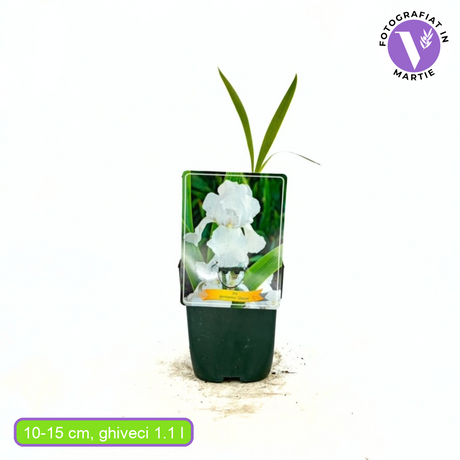 Iris Germanica (Stanjenel) Glacier, cu flori albe-pur parfumate, crestere rapida, bulb plantat In ghiveci