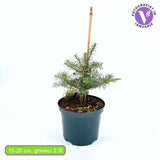 Brad Alb Pitic Archer's Dwarf (Abies Concolor), conifer decorativ cu ace verzi-albastrui, vesnic verde, Ideal pentru ghiveci si gradina mica