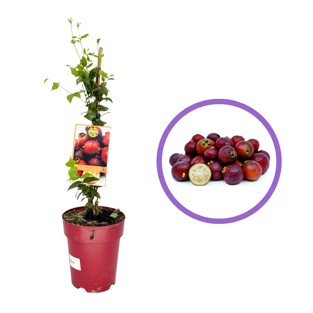 Fructul Guava Capsuna (Psidium cattleianum), fructifer exotic cu fructe rosii dulce acrisor, aroma capsuna si guava, pulpa suculenta