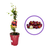 Fructul Guava Capsuna (Psidium cattleianum), fructifer exotic cu fructe rosii dulce acrisor, aroma capsuna si guava, pulpa suculenta