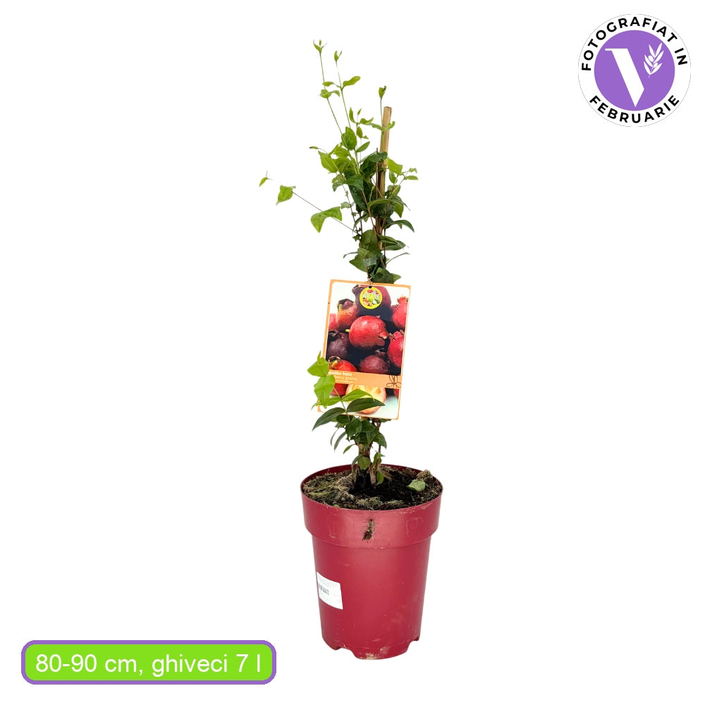 Fructul Guava Capsuna (Psidium cattleianum), fructifer exotic cu fructe rosii dulce acrisor, aroma capsuna si guava, pulpa suculenta