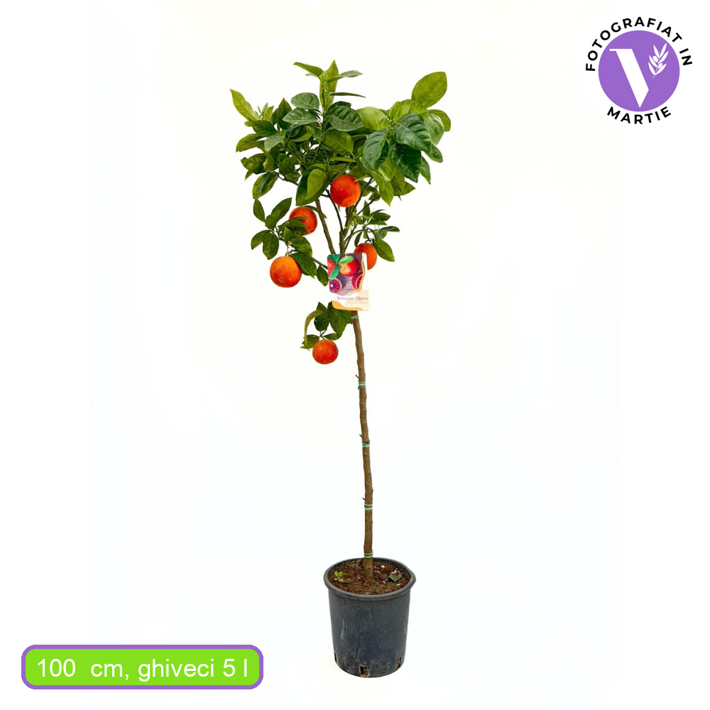 Portocal Moro (Citrus sinensis), cu fructe dulci portocalii-rosii aromate, an 2 pe rod