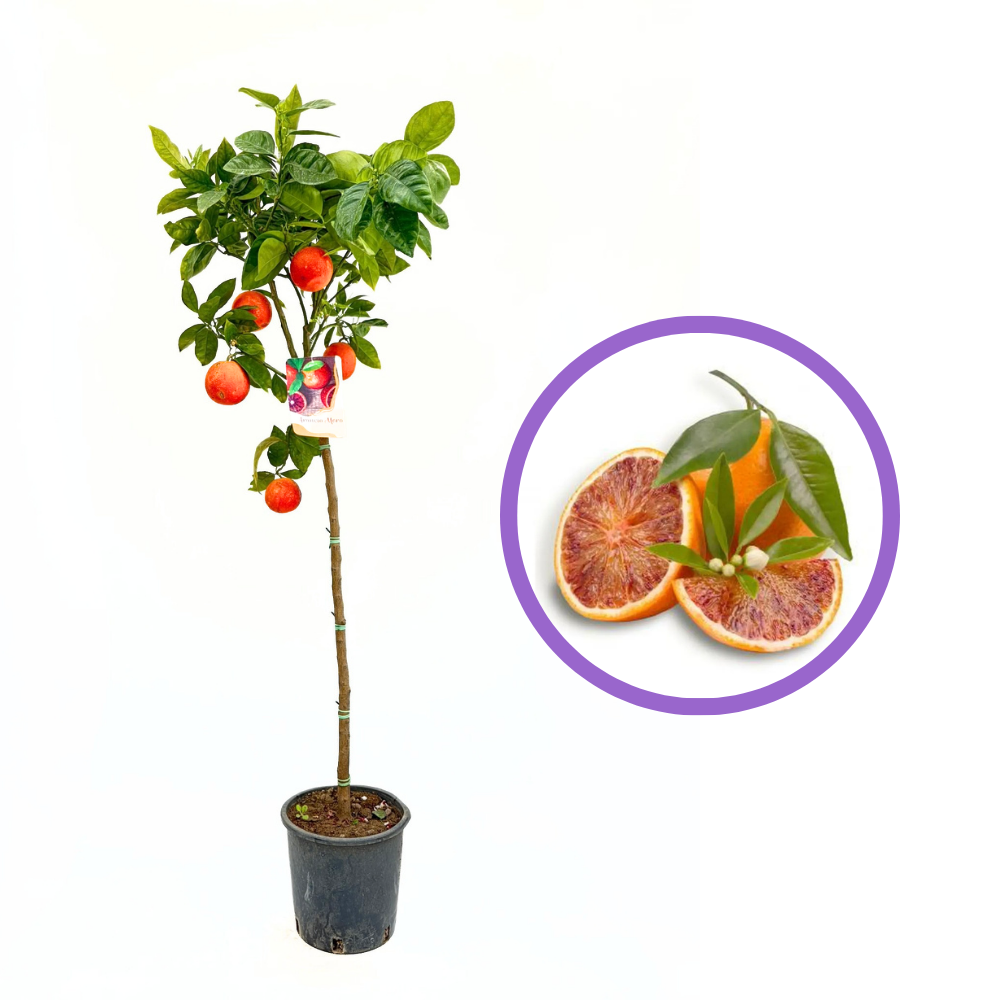 Portocal Moro (Citrus sinensis), cu fructe dulci portocalii-rosii aromate, an 2 pe rod