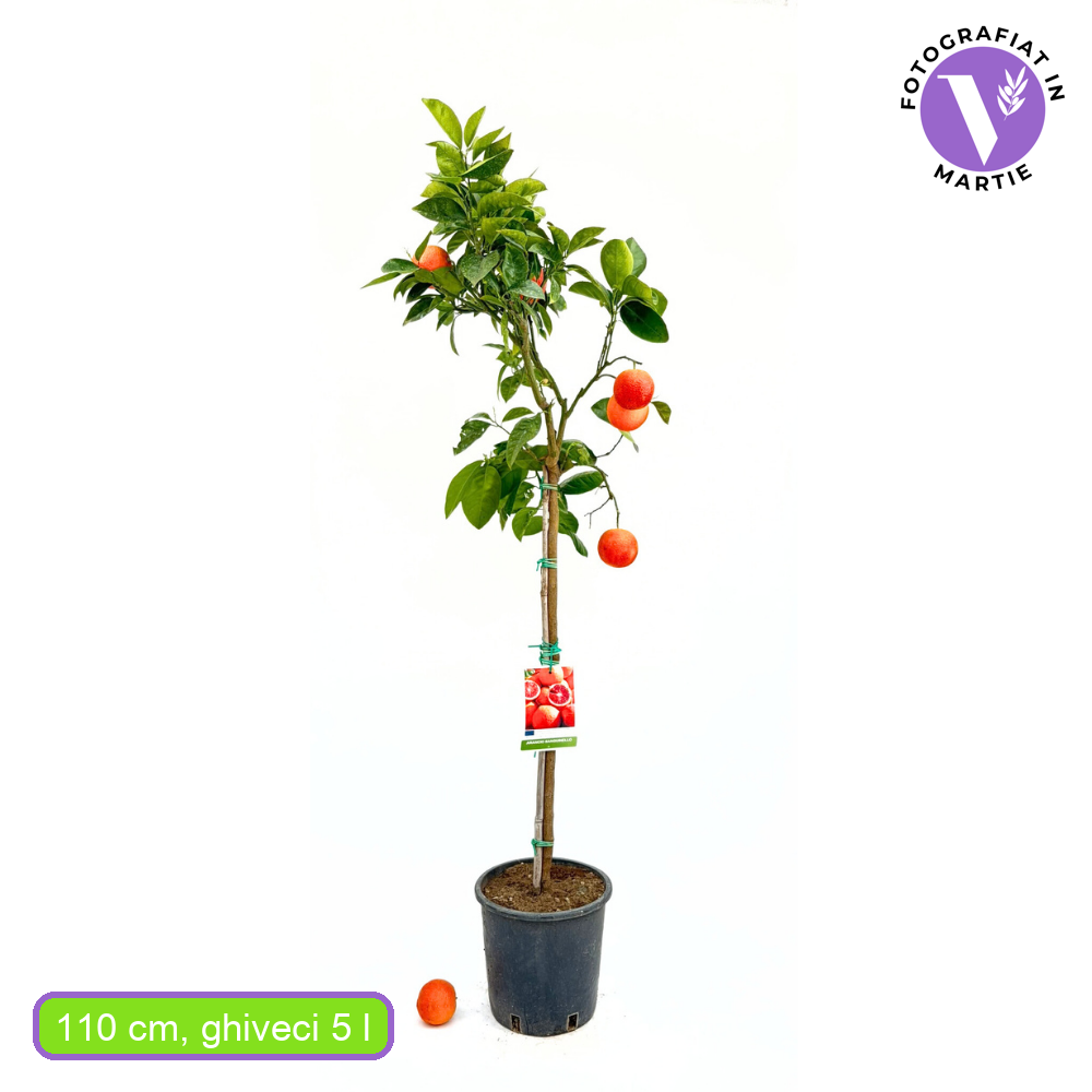 Portocal Rosu Sanguinello (Citrus sinensis), cu fructe dulci portocalii-rosii, an 2 pe rod