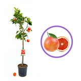 Portocal Rosu Sanguinello (Citrus sinensis), cu fructe dulci portocalii-rosii, an 2 pe rod