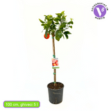 Portocal Rosu Tarocco (Citrus sinensis), cu fructe dulci portocalii-rosii, an 2 pe rod