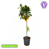 Portocal Valencia (Citrus sinensis), cu fructe dulci portocalii aromate, an 2 pe rod
