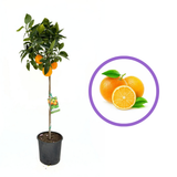 Portocal Valencia (Citrus sinensis), cu fructe dulci portocalii aromate, an 2 pe rod