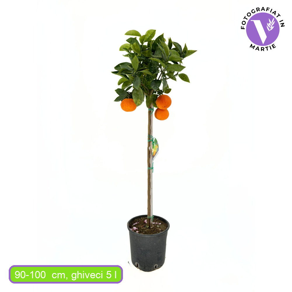 Portocal Vaniglia (Citrus sinensis), cu fructe dulci rosii-roz aromate, an 2 pe rod