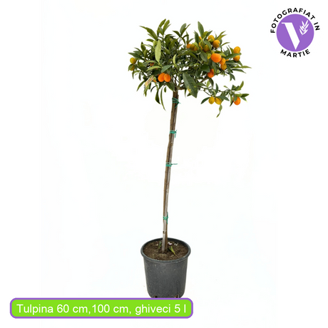 Portocal Kumquat (Citrus Sinensis), cu fructe comestibile integral, gust dulce la interior si acrisor la exterior, livrat cu fructe coapte