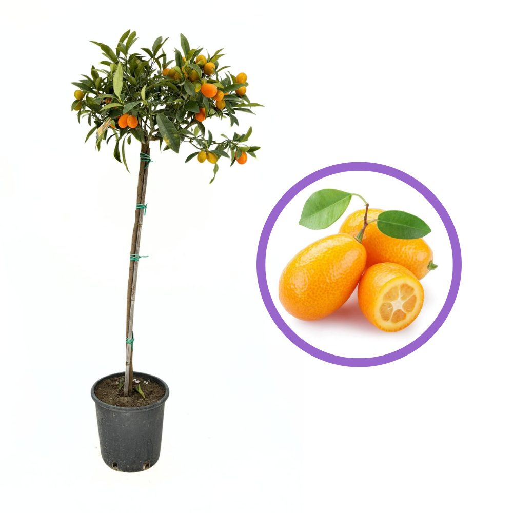 Portocal Kumquat (Citrus Sinensis) cu fructe dulci | Verdena – VERDENA
