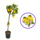 Pom Lamai (Citrus Limon) Femminello, 110 cm, cu fructe mari galbene si bogate, an 2 pe rod