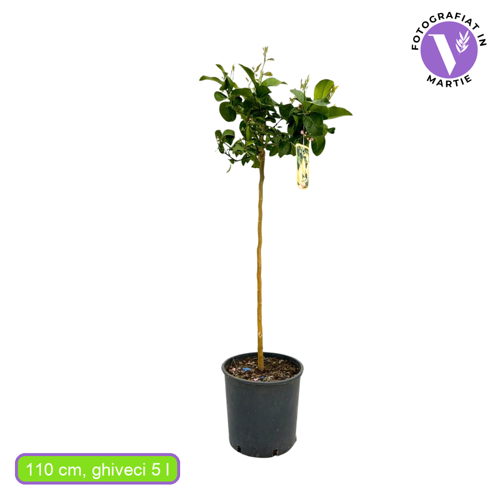 Pom Lamai (Citrus Limon) Meyer, cu fructe mari galbene-portocalii parfumate