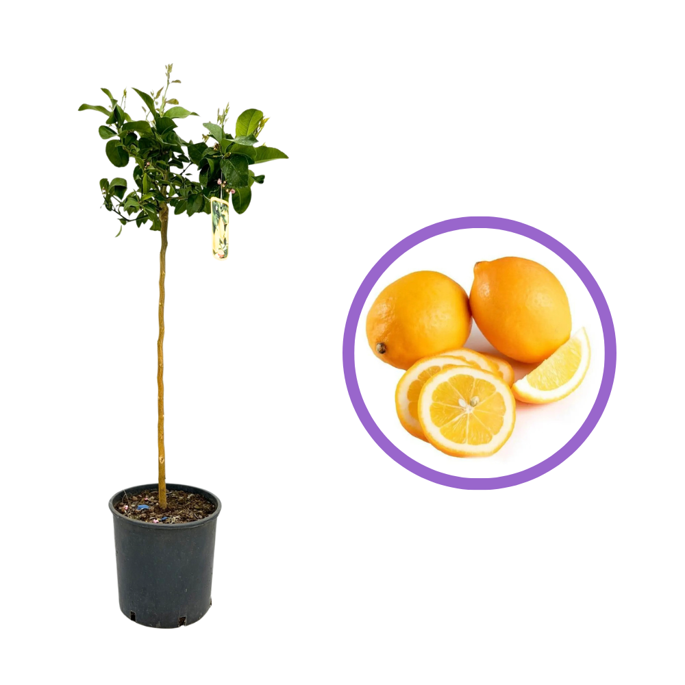 Pom Lamai (Citrus Limon) Meyer, cu fructe mari galbene-portocalii parfumate