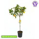 Pom Lamai (Citrus Limon) Monachello, 100-110 cm, cu fructe mari galbene intens parfumate, an 2 pe rod