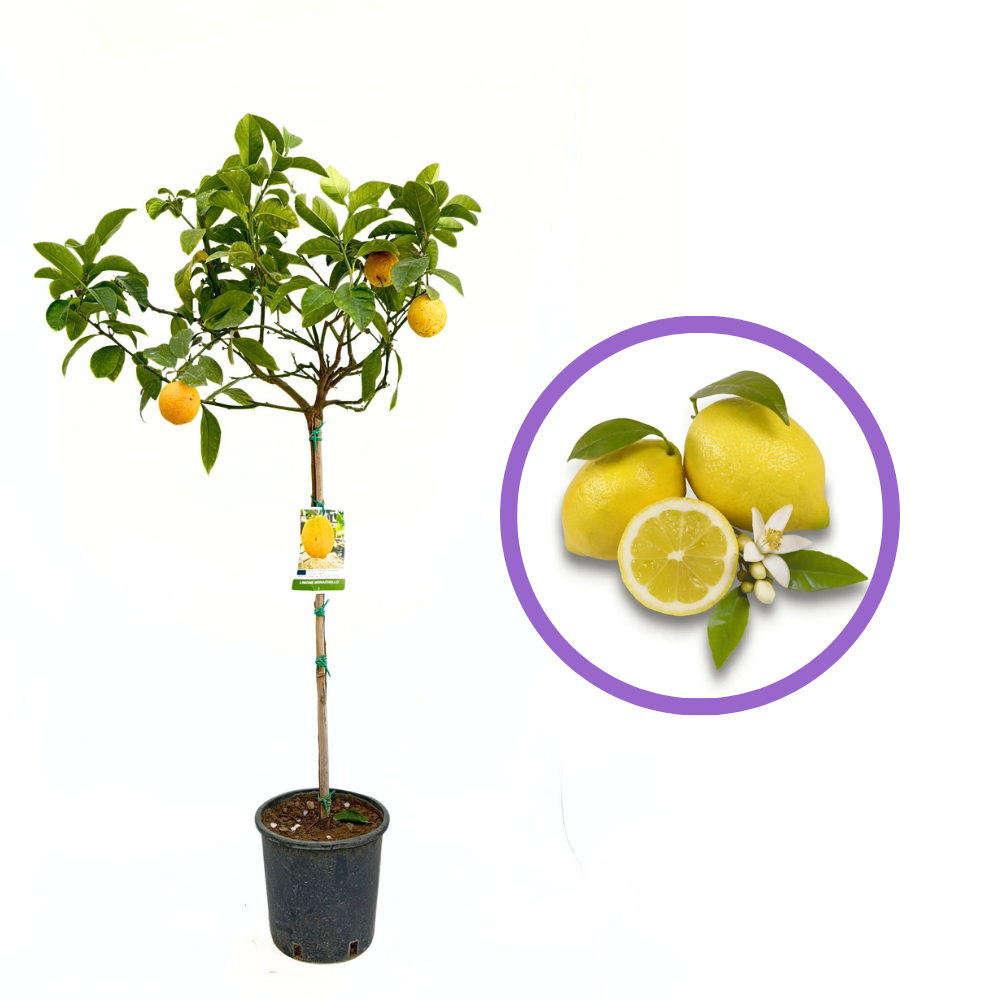 Pom Lamai (Citrus Limon) Monachello, 100-110 cm, cu fructe mari galbene intens parfumate, an 2 pe rod