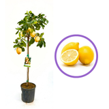 Pom Lamai (Citrus Limon) Verna, 110 cm, cu fructe mari galbene zemoase, an 2 pe rod