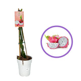 Fructul Dragonului Rosu (Hylocereus undatus), cactus exotic cu fruct dragon dulce, dulce racoritor, usor asemanator kiwi, coaja rosie, pulpa alba si flori parfumate