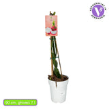 Fructul Dragonului Rosu (Hylocereus undatus), cactus exotic cu fruct dragon dulce, dulce racoritor, usor asemanator kiwi, coaja rosie, pulpa alba si flori parfumate