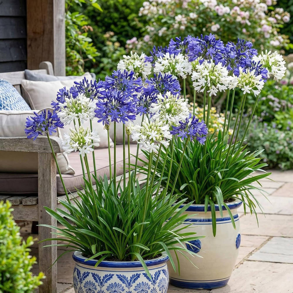 Crin African Agapanthus Northern Star, flori albastre in globuri, planta exotica rezistenta