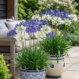 Crin African Agapanthus Northern Star, flori albastre in globuri, planta exotica rezistenta