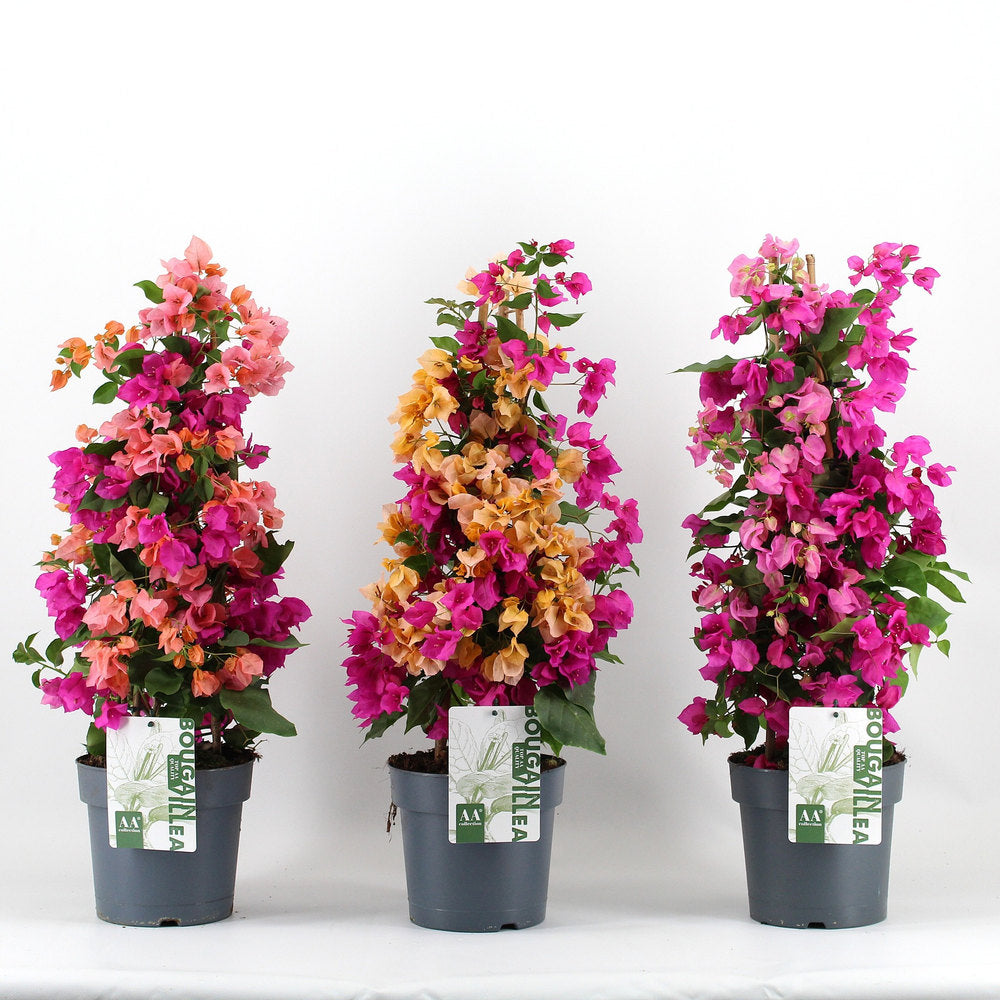 Floare de Hartie Bougainvillea Carnaval, planta ornamentala urcatoare flori roz, galben, portocaliu