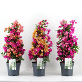 Floare de Hartie Bougainvillea Carnaval, planta ornamentala urcatoare flori roz, galben, portocaliu