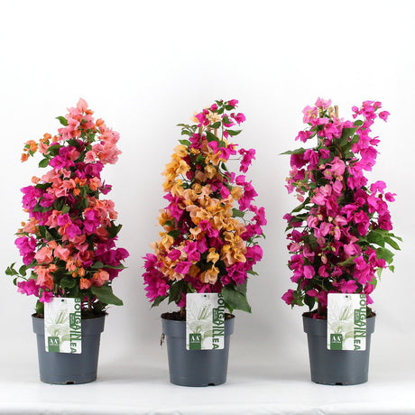 Floare de Hartie Bougainvillea Carnaval, planta ornamentala urcatoare flori roz, galben, portocaliu