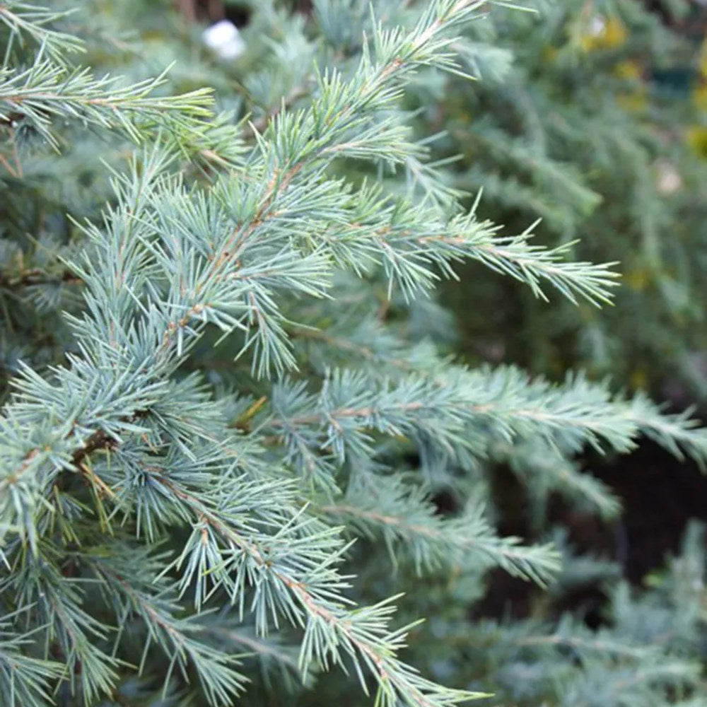 Cedru de Himalaya Bushes Electra (Cedrus Deodara), conifer ornamental cu ace moi argintii, vesnic verde, crestere rapida