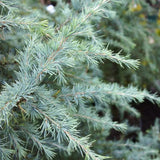Cedru de Himalaya Bushes Electra (Cedrus Deodara), conifer ornamental cu ace moi argintii, vesnic verde, crestere rapida