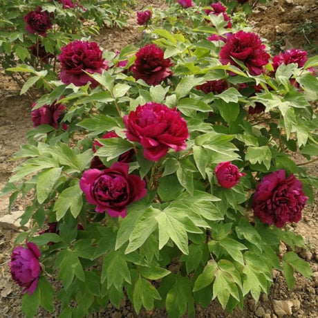 Bujor Copac Mo Run Jue Lun, bujor arbustiv rosu-violet, flori mari parfumate, rezistent la ger, inradacinat in ghiveci