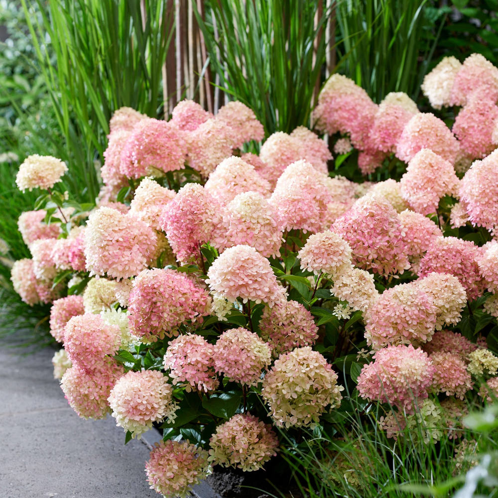 Hortensie de gradina (Paniculata) Living Sugar Rush, cu flori mari, albe cu nuante roz delicate