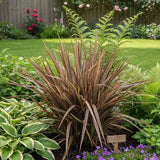 Iarba Flax Apricot Queen (Phormium), frunze elegante verde, crem si nuante caisii, vesnic verde