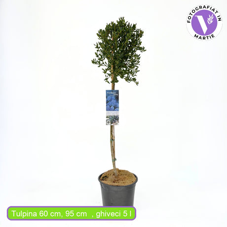 Liliac Californian Tip Copacel Victoria (Ceanothus), cu flori albastre spectaculoase, vesnic verde,, rezistent si decorativ