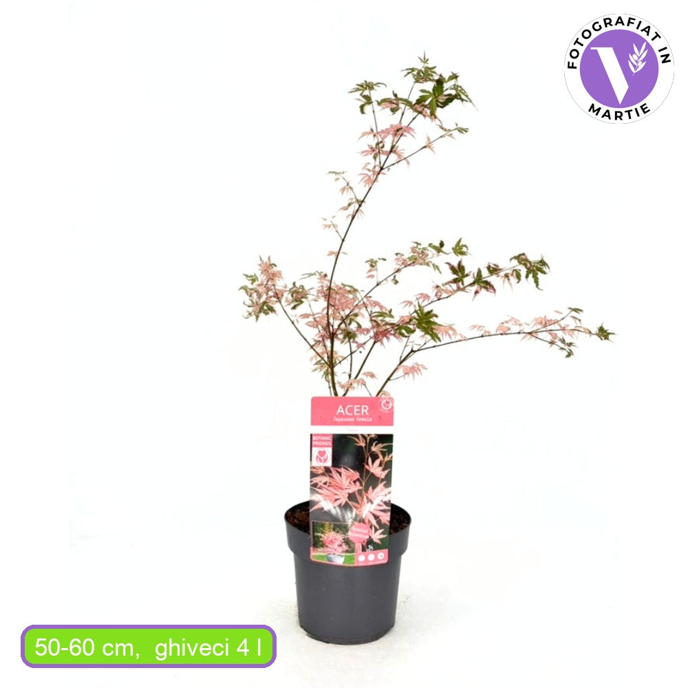 Artar Japonez Pitic Roz Taylor, cu frunzis roz-somon, decorativ, ghiveci, gradina mica