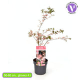 Artar Japonez Pitic Roz Taylor, cu frunzis roz-somon, decorativ, ghiveci, gradina mica