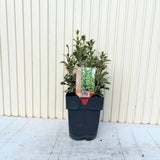 Ilex Fals japonez auriu Osmanthus heterophyllus, arbust vesnic verde cu frunze lucioase variegate auriu-verde si flori albe foarte parfumate de toamna