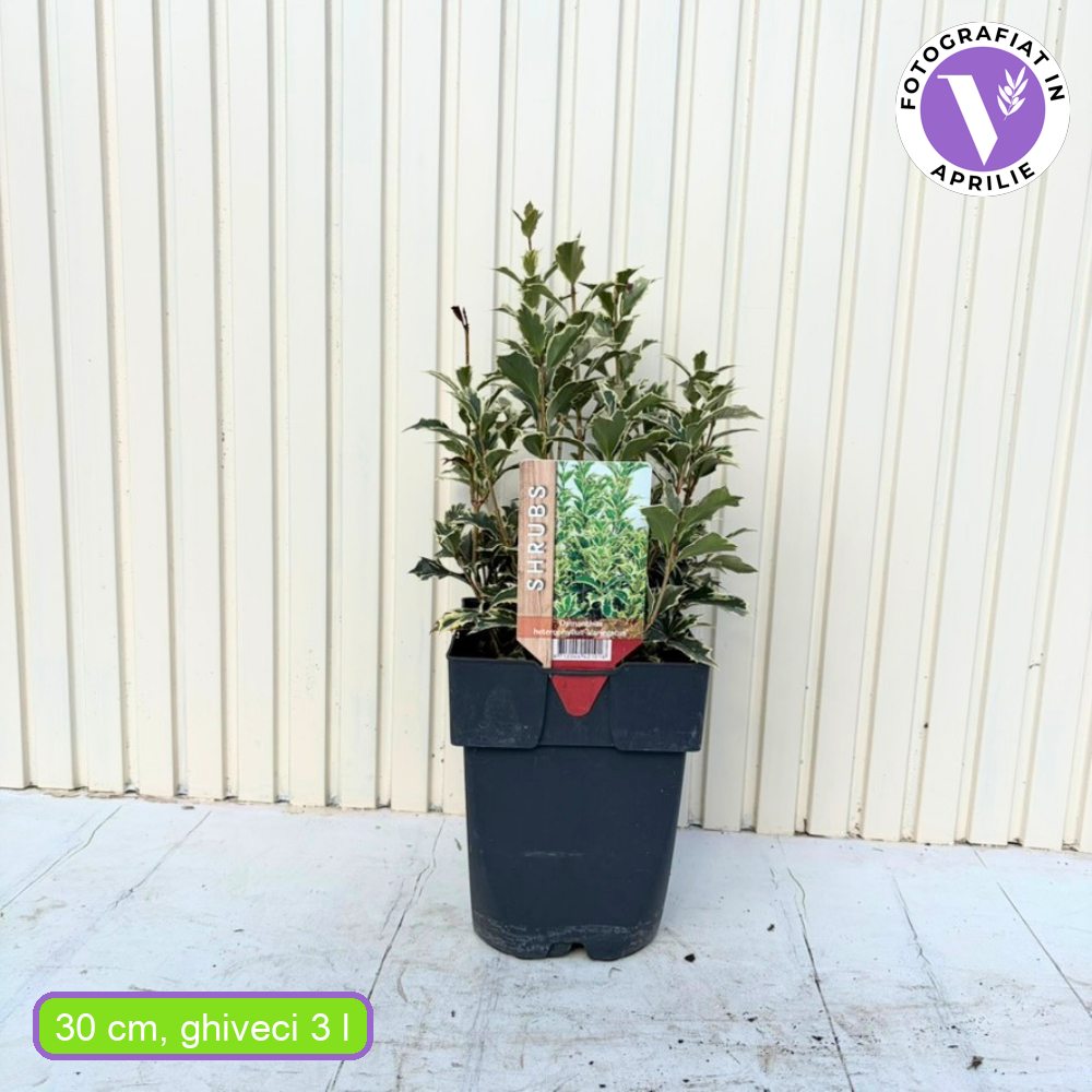 Ilex Fals japonez auriu Osmanthus heterophyllus, arbust vesnic verde cu frunze lucioase variegate auriu-verde si flori albe foarte parfumate de toamna