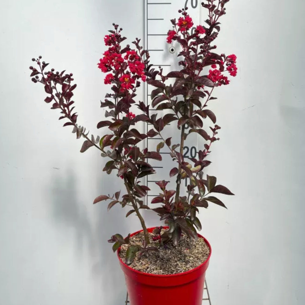 30 -40 cm onaltime, ghiveci de 3 l