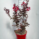 30 -40 cm onaltime, ghiveci de 3 l