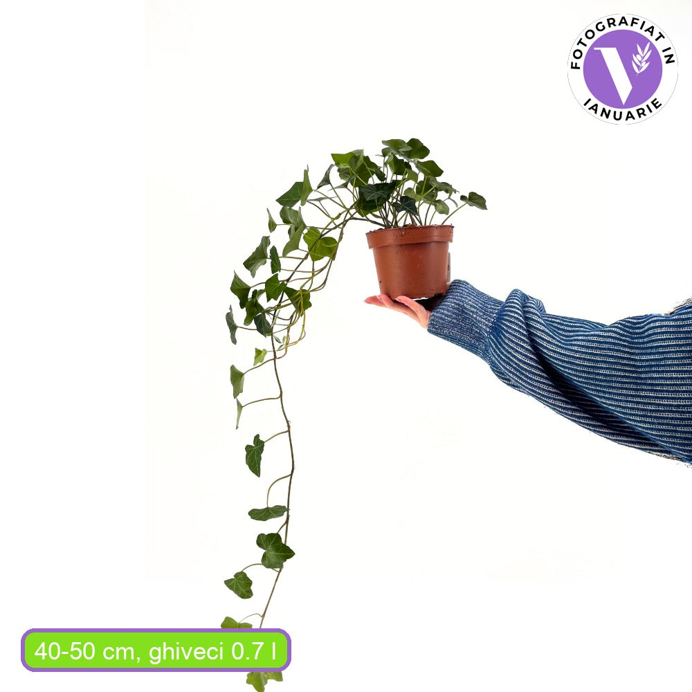 Iedera Scotiana Hedera Hibernica, cataratoare, vesnic verde, crestere rapida, forte rezistenta, semi-umbra sau umbra