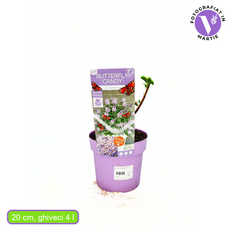 Liliac de vara pitic mov-deschis Butterfly Candy Little Lila