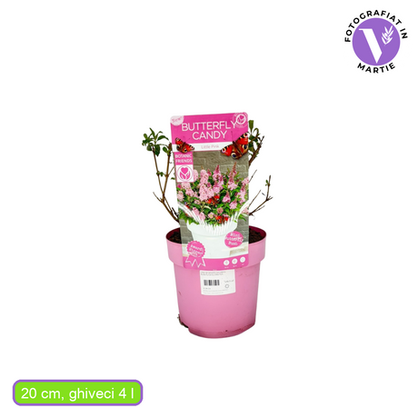 Liliac de vara pitic roz-rubiniu Butterfly Candy Little Pink
