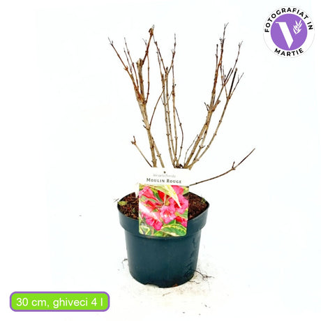 Weigela Moulin Rouge, arbust decorativ cu flori rosu intens, inflorire abundenta, rezistenta la frig