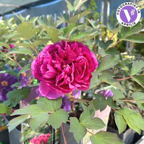 Bujor Copac Wu Long Peng Sheng, bujor arbustiv cu flori violacee, parfum delicat, rezistent la ger, inradacinat in ghiveci