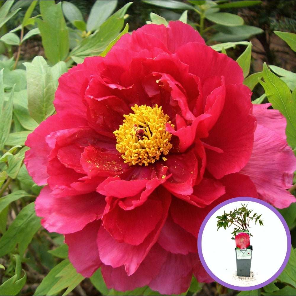 Bujor Copac (Paeonia suffruticosa) cu flori rosii – planta ornamentala de gradina, inflorire spectaculoasa si parfum delicat