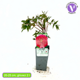 Bujor Copac (Paeonia suffruticosa) cu flori rosii – planta ornamentala de gradina, inflorire spectaculoasa si parfum delicat