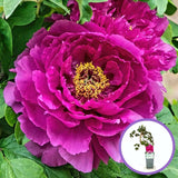 Bujor Copac (Paeonia suffruticosa) cu flori fuchsia – planta ornamentala de gradina, inflorire spectaculoasa si parfum delicat