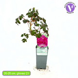 Bujor Copac (Paeonia suffruticosa) cu flori fuchsia – planta ornamentala de gradina, inflorire spectaculoasa si parfum delicat